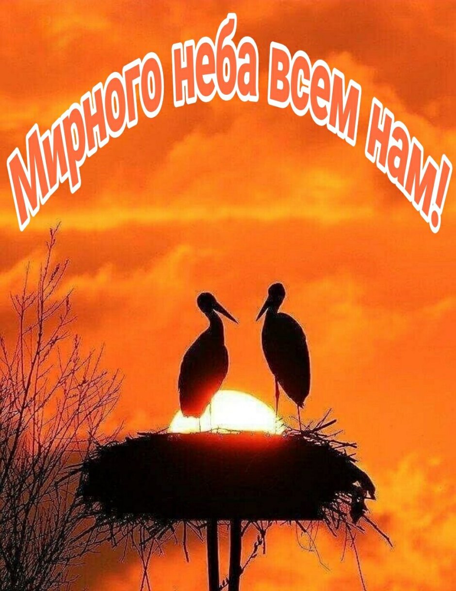 Птицы на рассвете