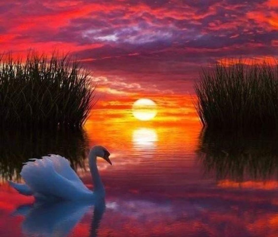 Лебедь ночью