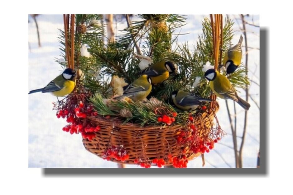 Добрая зима для птиц