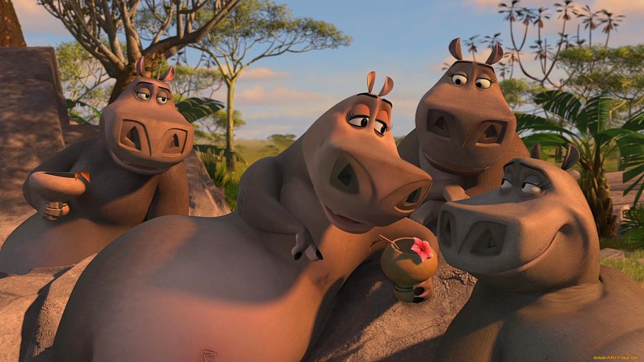 Мадагаскар бегемотиха Глория