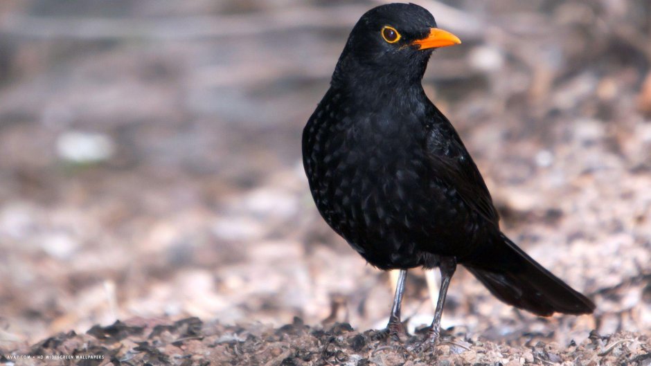 Turdus Merula