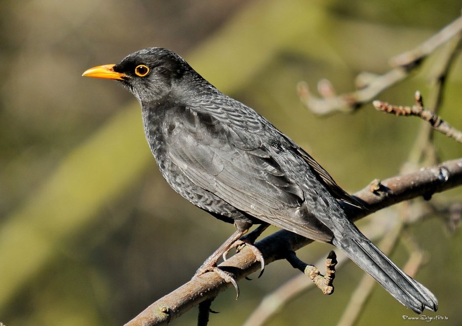 Серый Дрозд