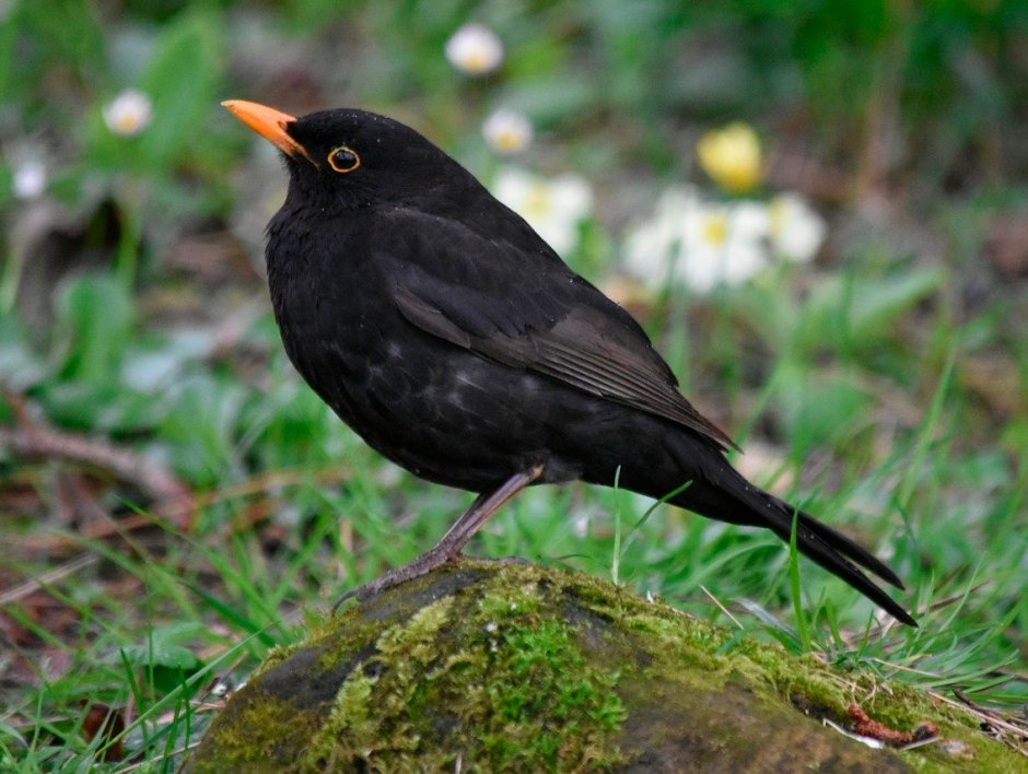 Белогрудый Дрозд