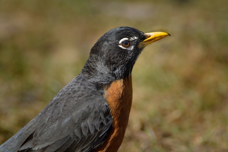 Индийский Дрозд