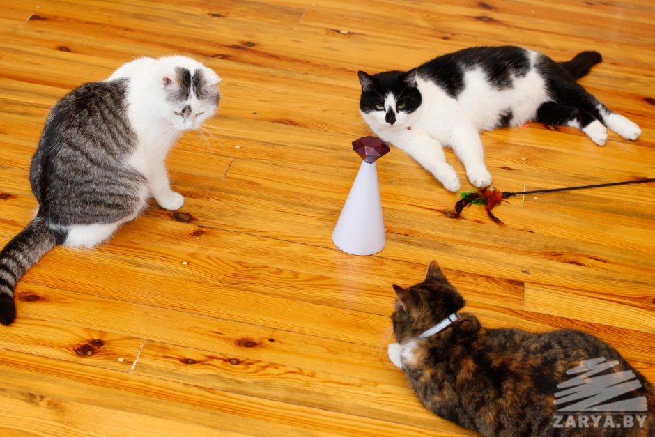 Анука давайка Рыжуля