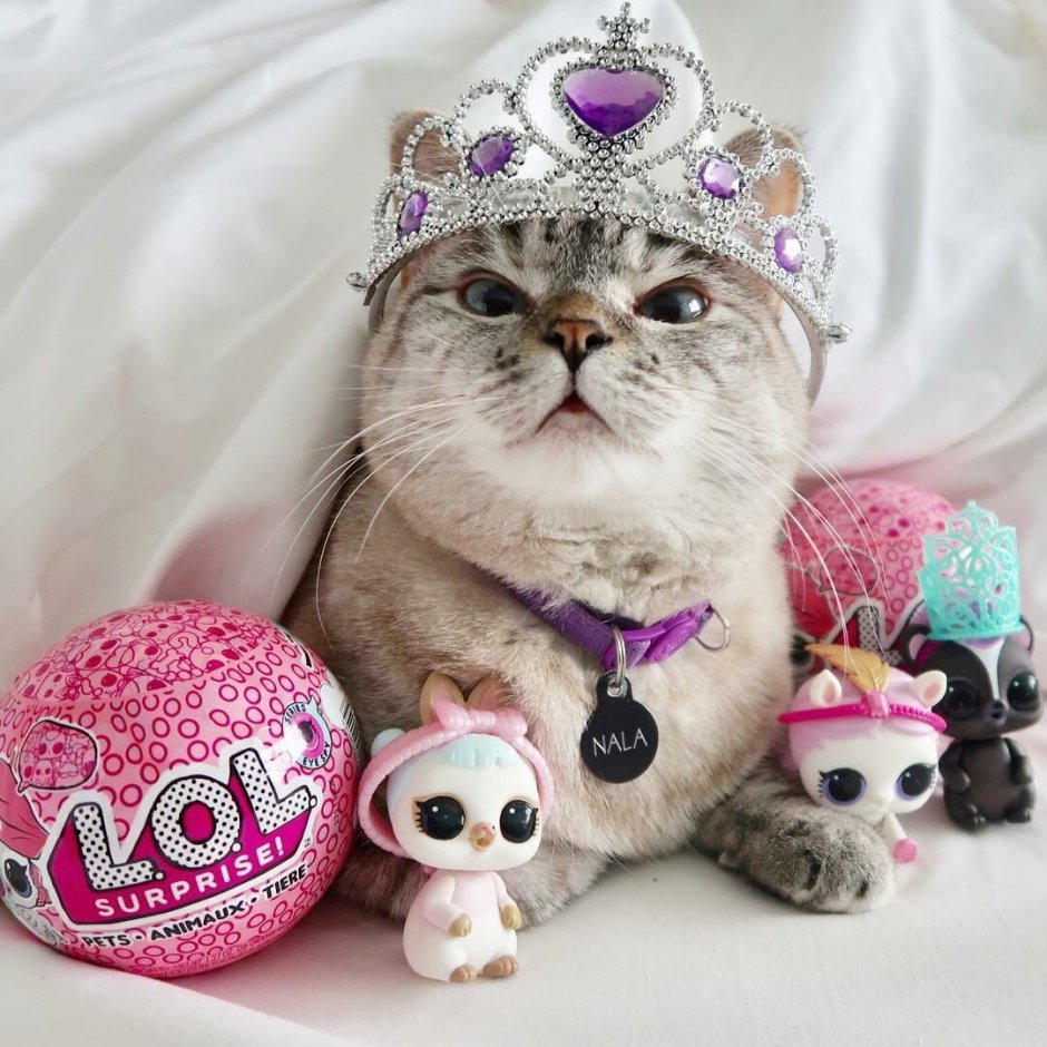 Самые милые котики