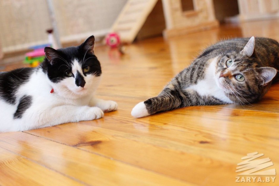 Фотографии а ну ка давайка