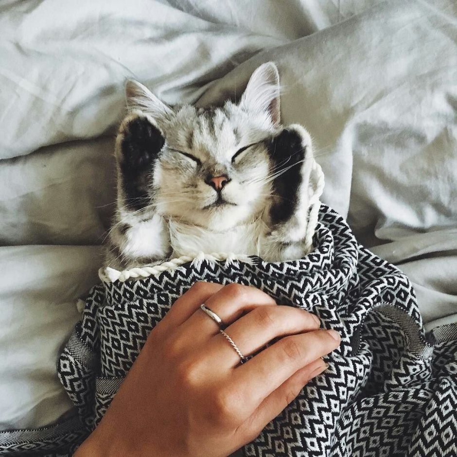 Кошка для инстаграма