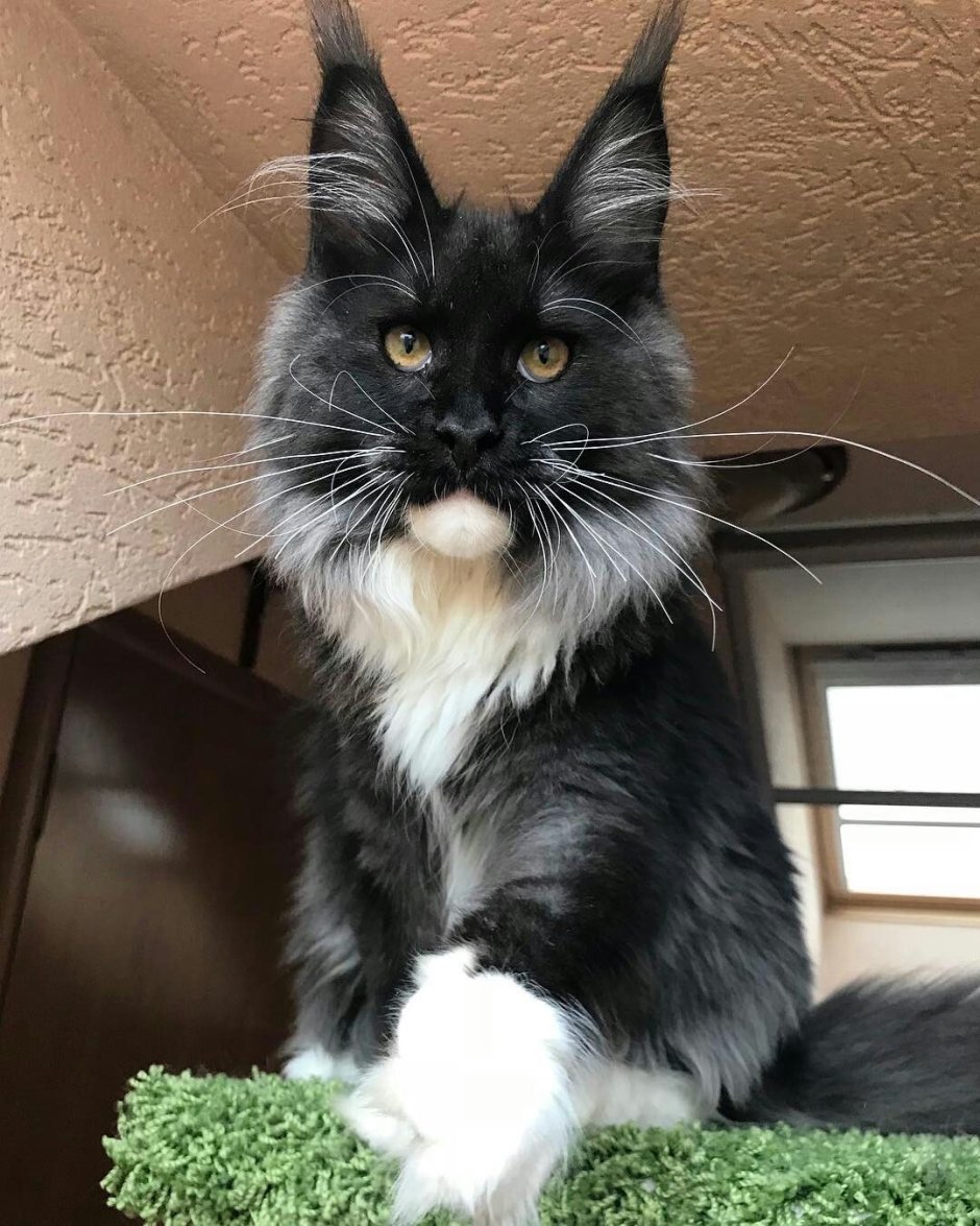 Мейн кун черный