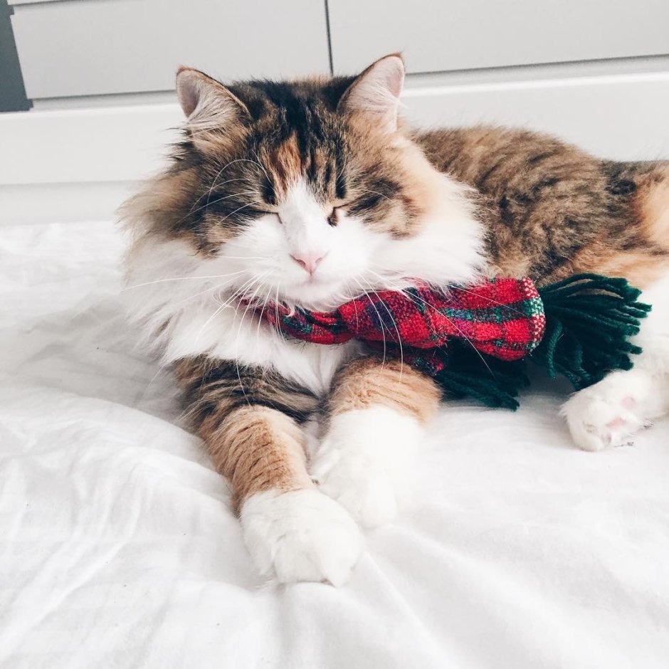 Кошка для инстаграма