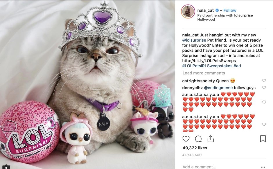 Самая знаменитая кошка в инстаграме