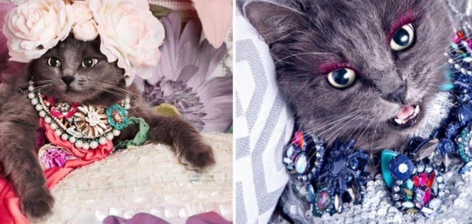 Кошка в бусах