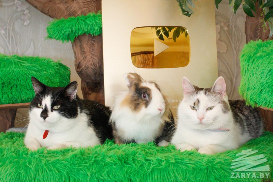 А ну ка давайка Мурка