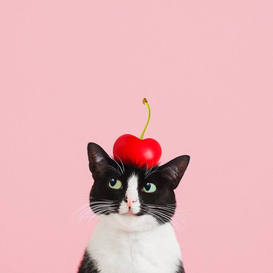 Кошки Инстаграм