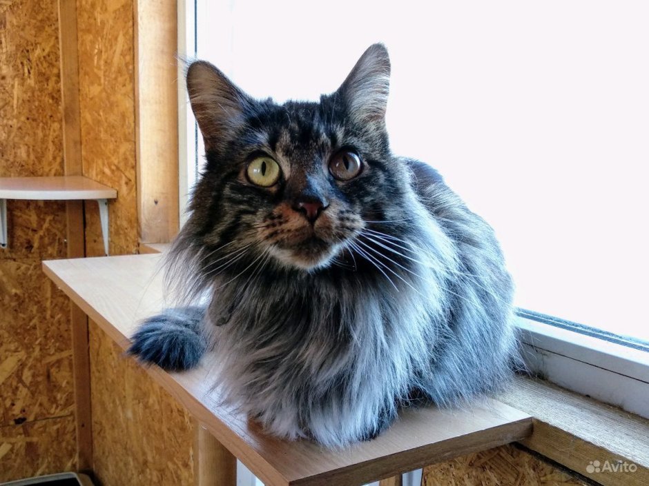 Самодостаточная кошка