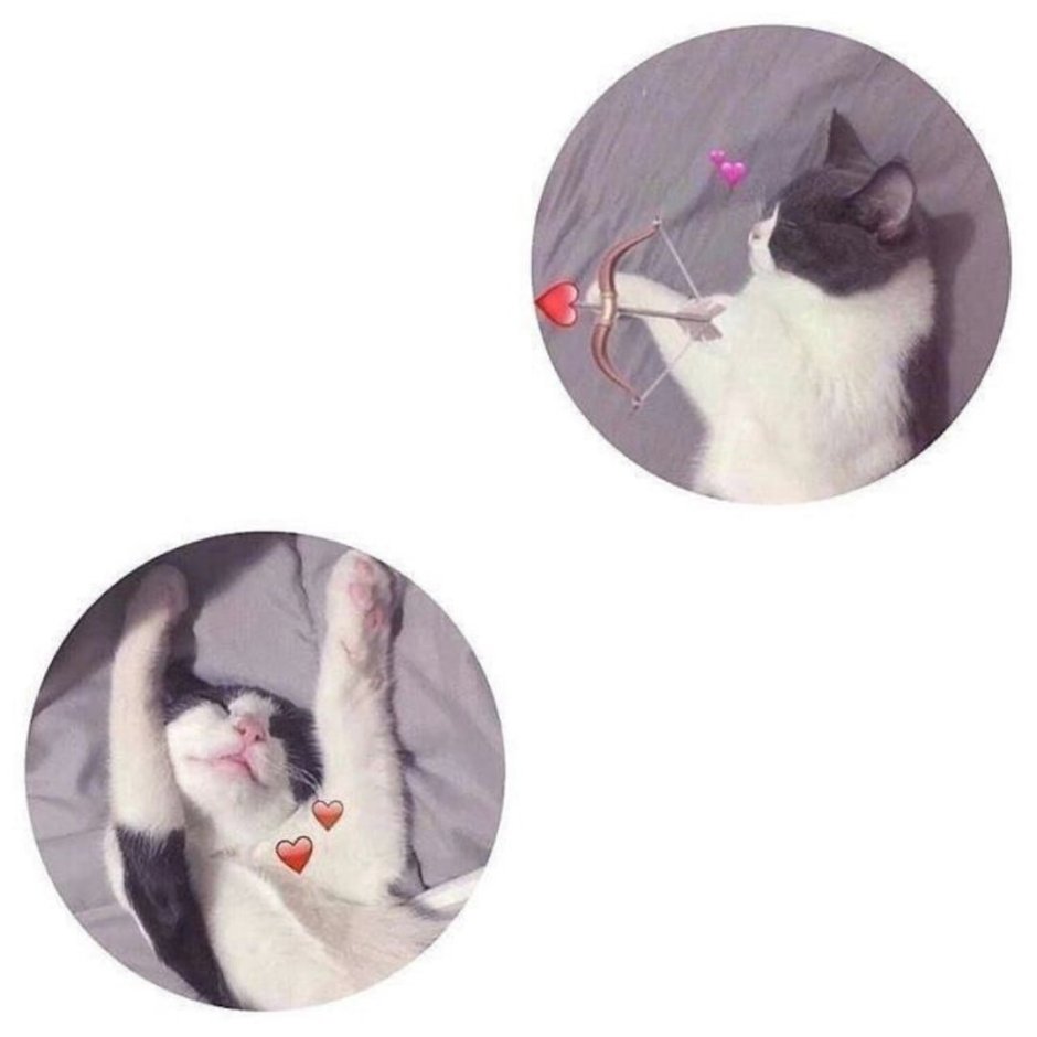 Парная аватарка с котиками