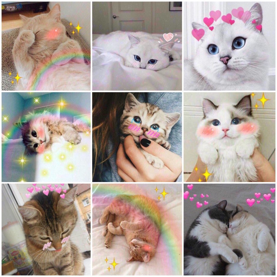 Милые котики фильтр