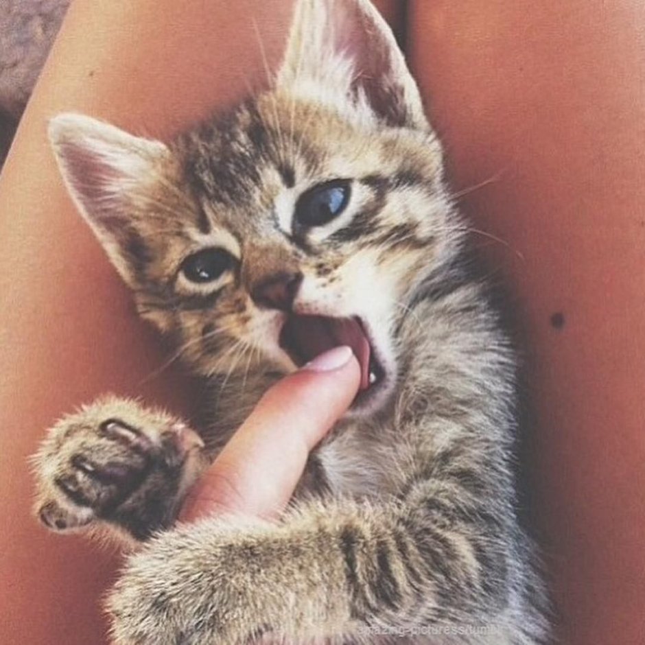 Кошки маленькие