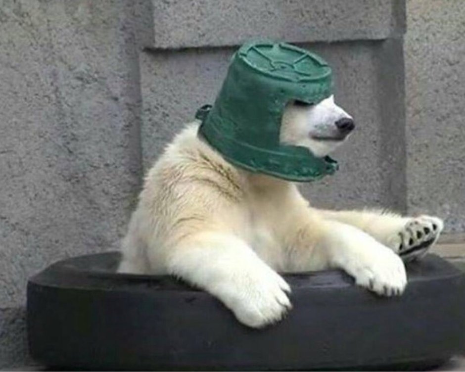 Кот с ведром на голове