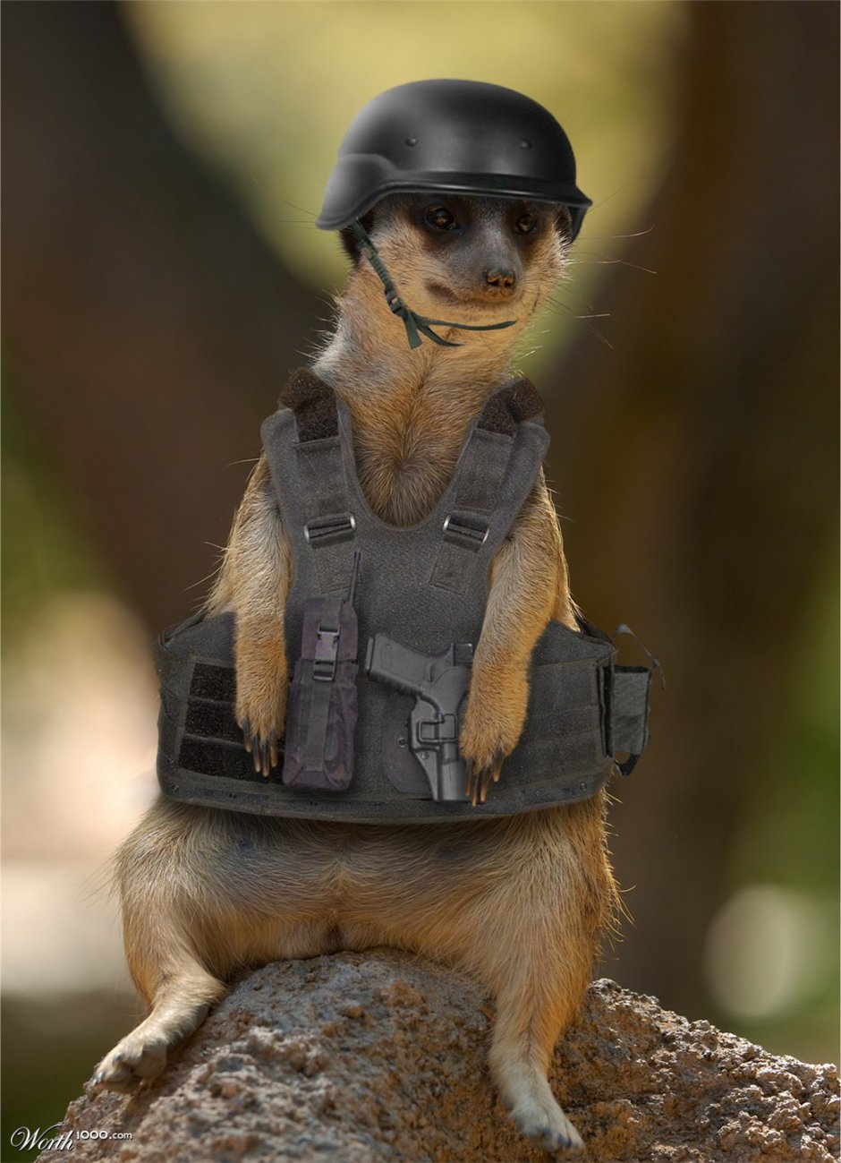 Суслик в каске