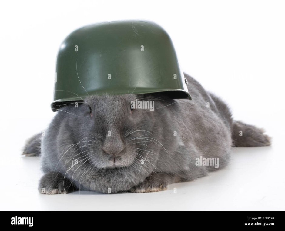 Мышонок в каске