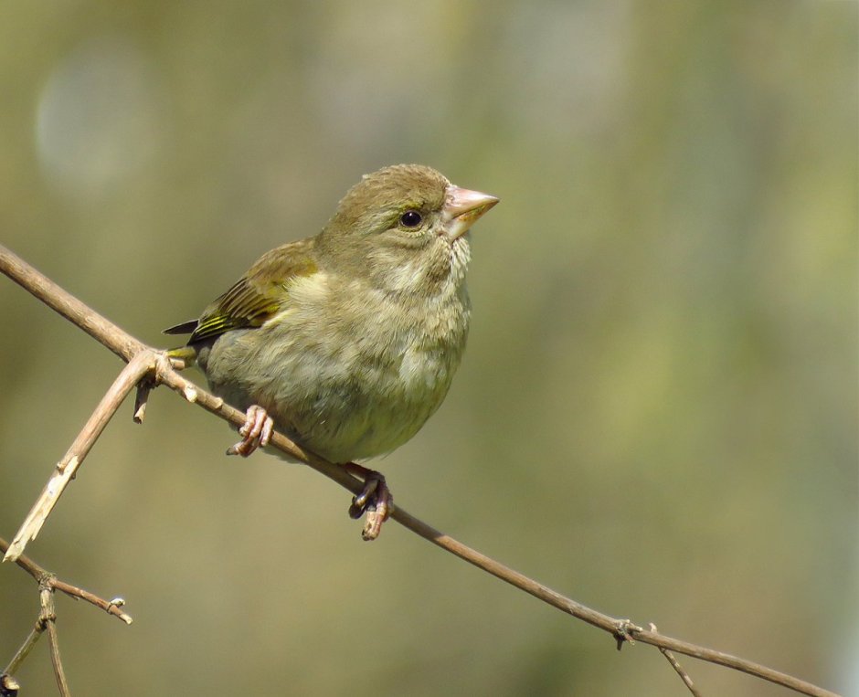 Зеленушка, Воробей