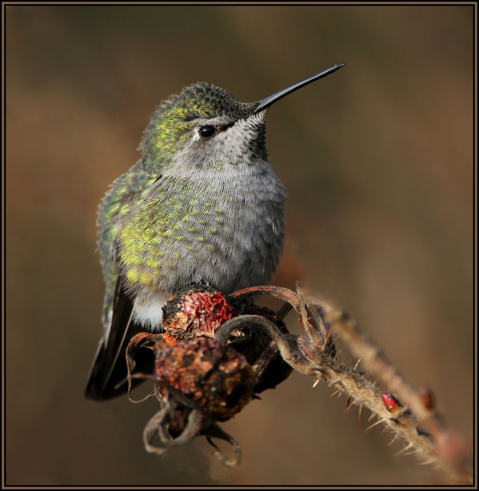Птичка Колибри серая