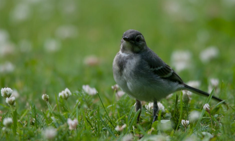 Маленькие полевые птички