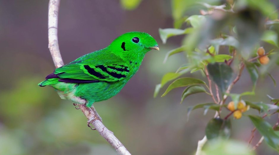 Малый зелёный рогоклюв