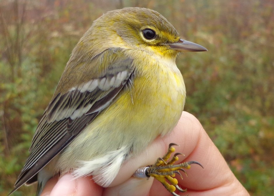 Серо зеленая маленькая птичка