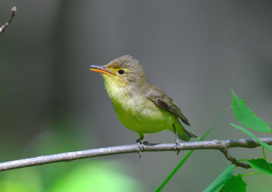 Пеночка пересмешка
