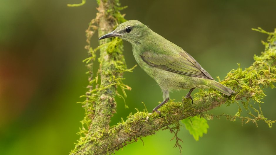 Зелёная танагра медосос