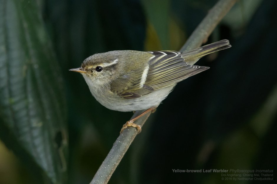 Leaf Warblers