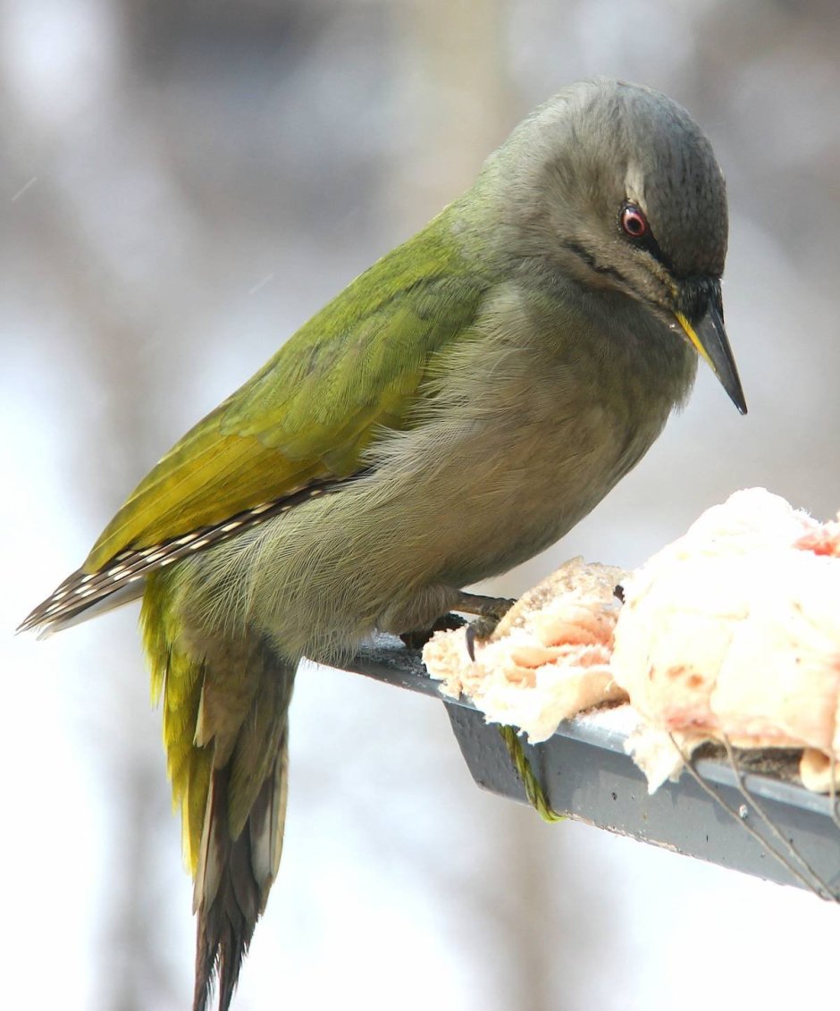 Зеленая птица