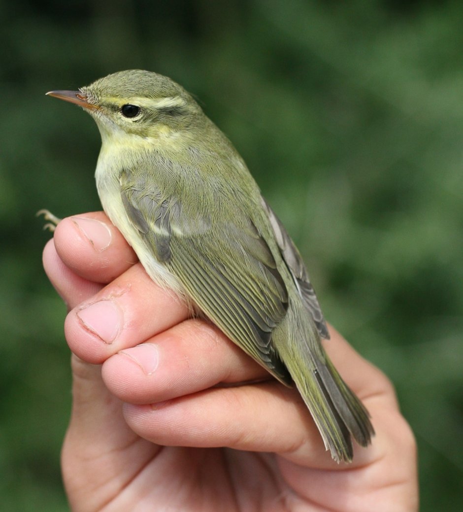 Желтобрюхая пеночка