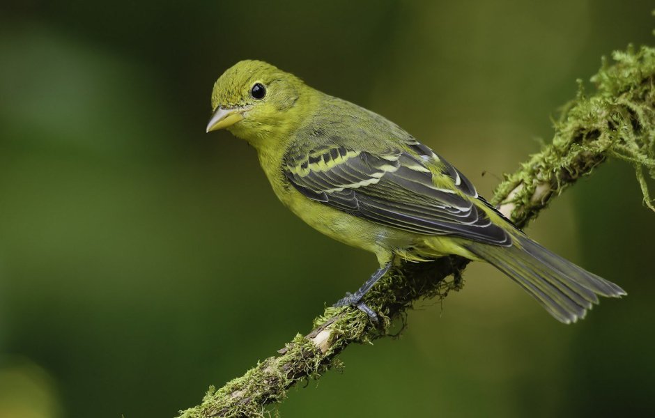 Птица с зеленой грудкой