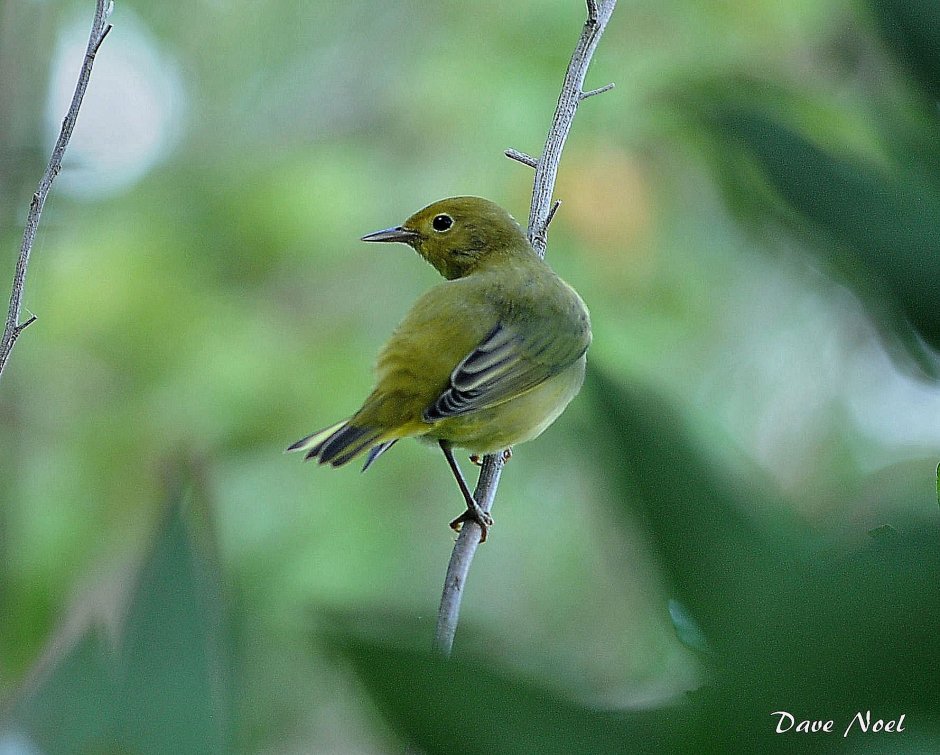 Птица с зеленой грудкой