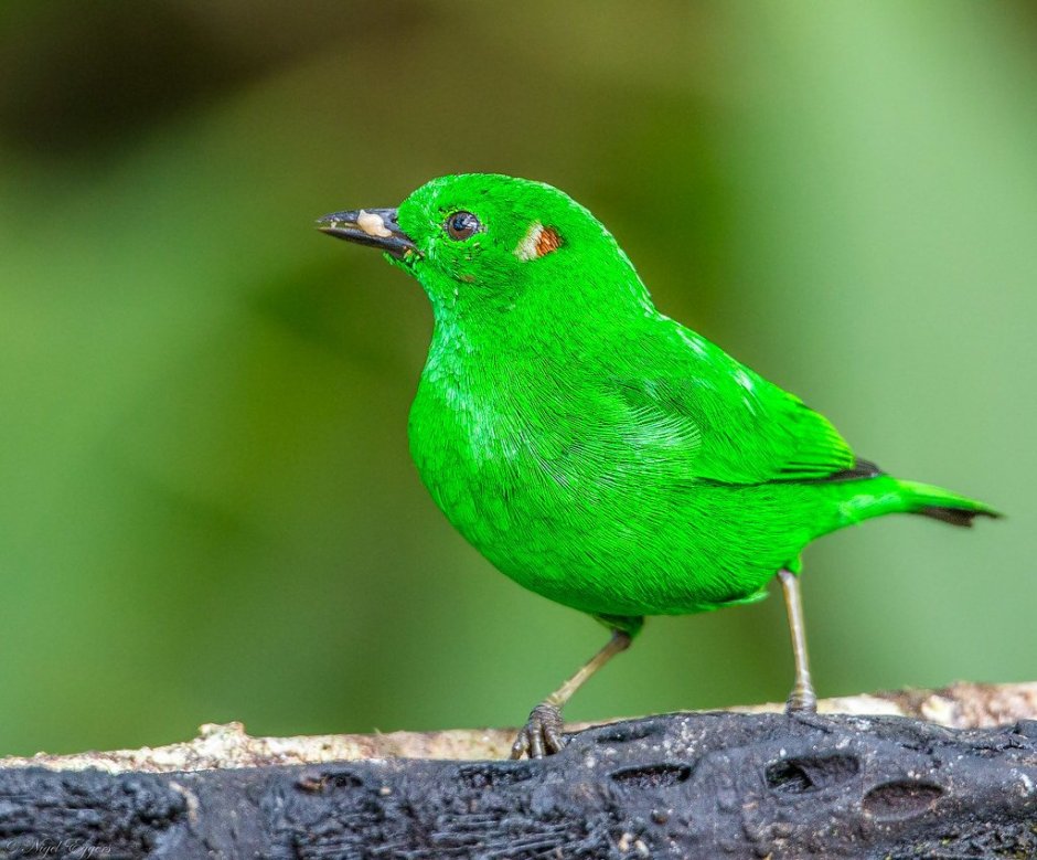 Зеленая танагра птица