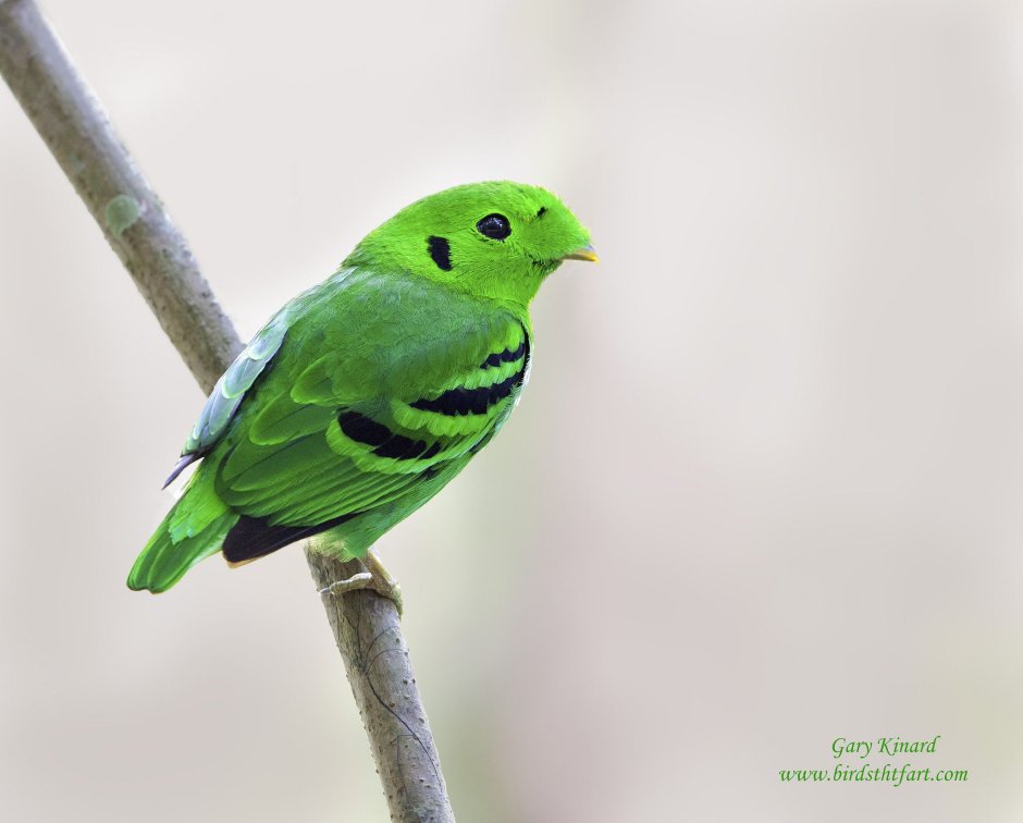 Малый зелёный рогоклюв