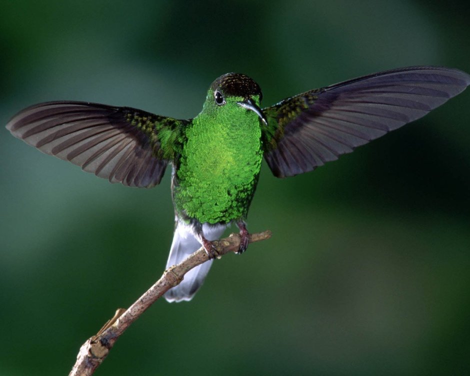 Солнечный Колибри Претра