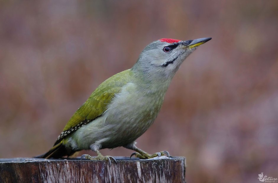 Дятел седоголовый зеленый