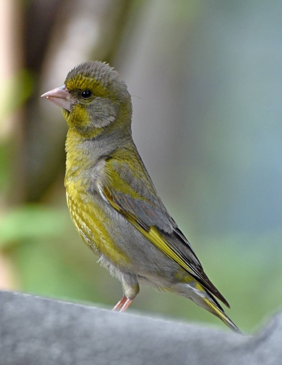 Обыкновенная зеленушк