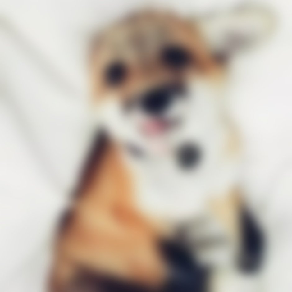 Лиса Джунипер