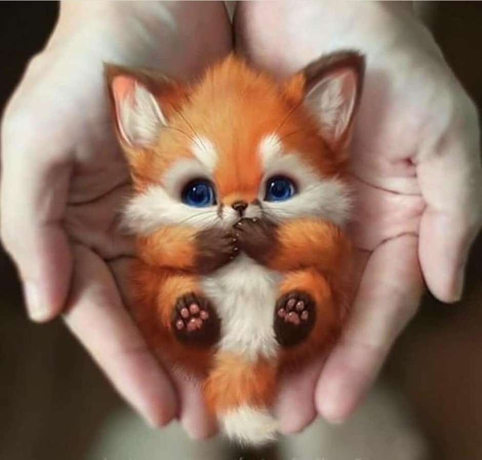 Art of Silverfox лисята