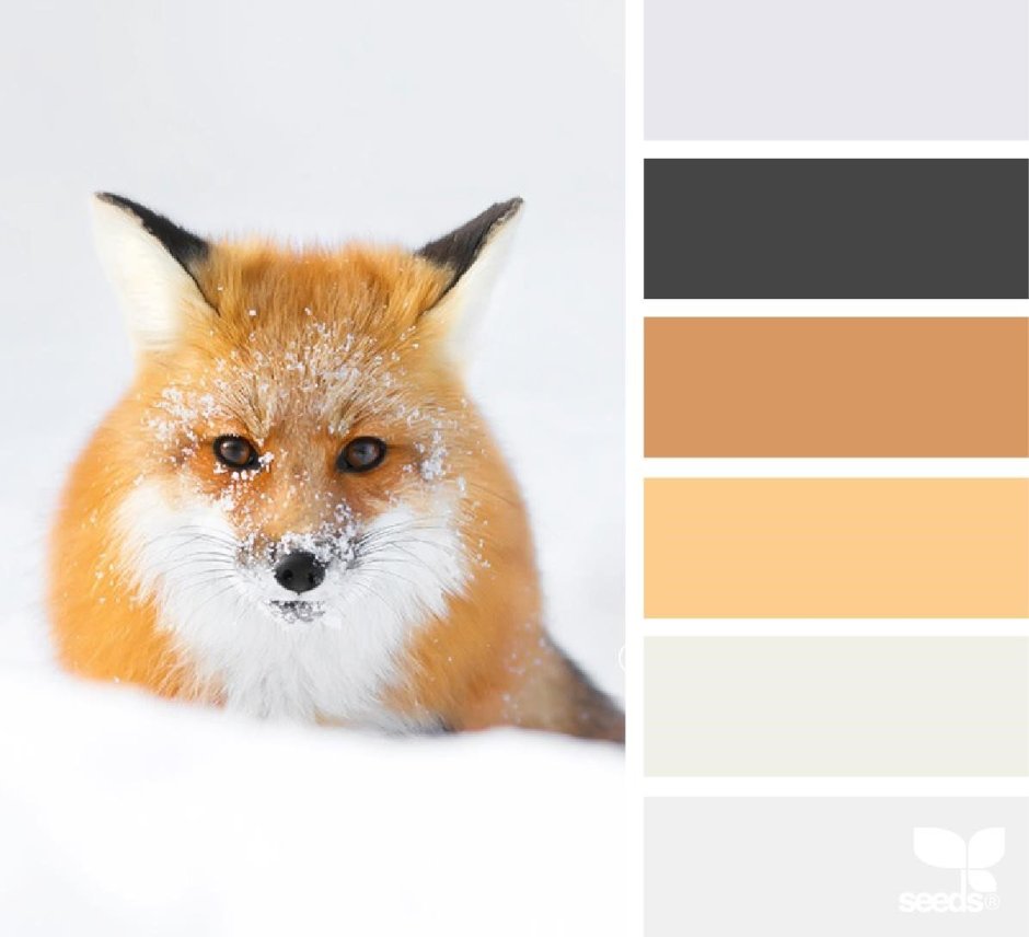 Фенек цветовая палитра