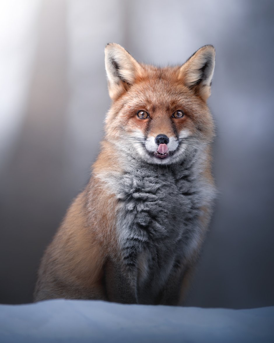 Лиса показывает язык