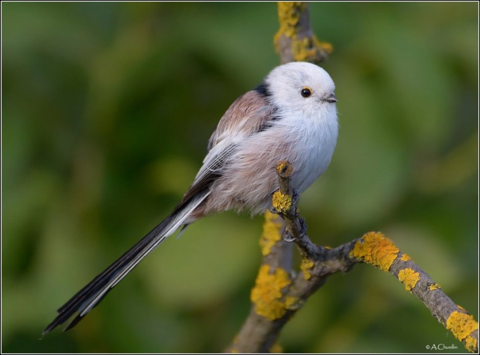 Белоголовая синица