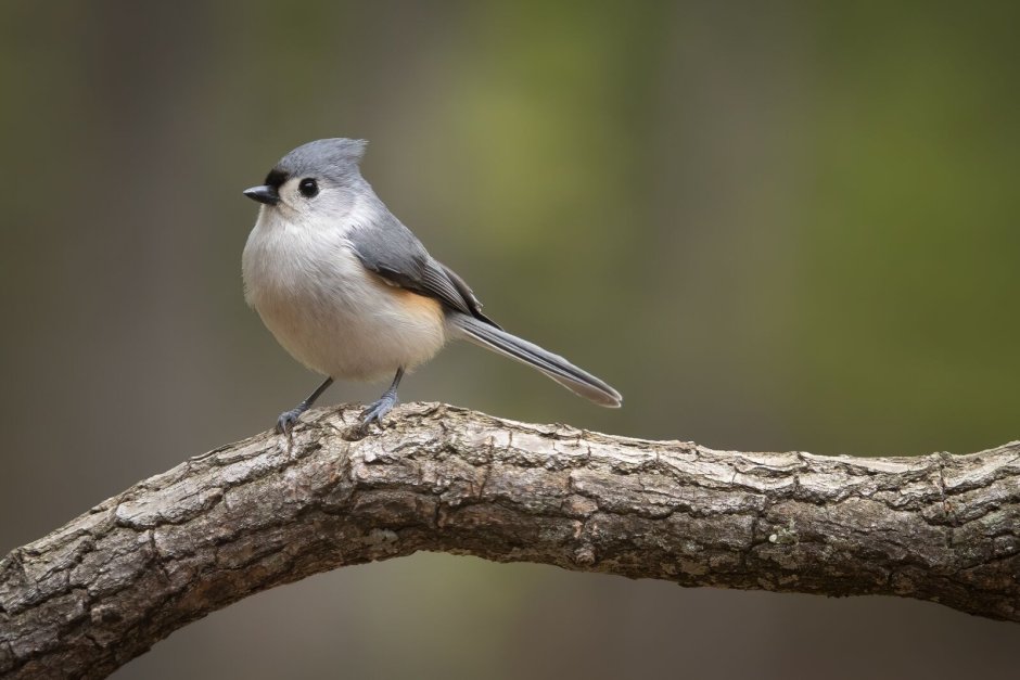 Хохлатая маленькая серая птичка