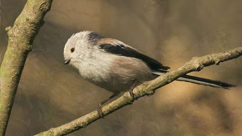 Маленькая птичка с длинным хвостом