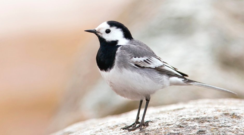 Трясогузка белая трясогузка